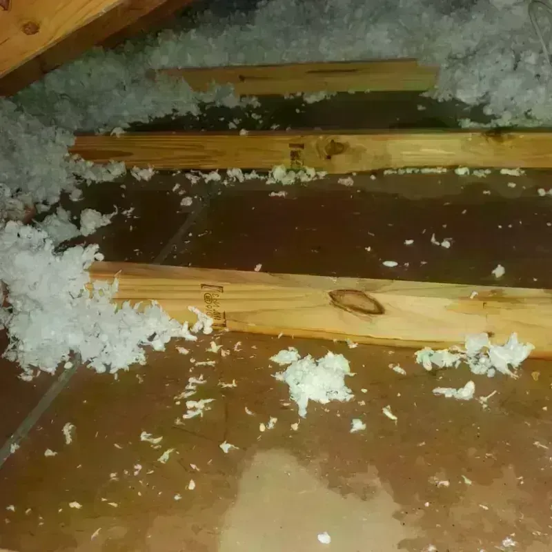 Attic Water Damage in Le Claire, IA