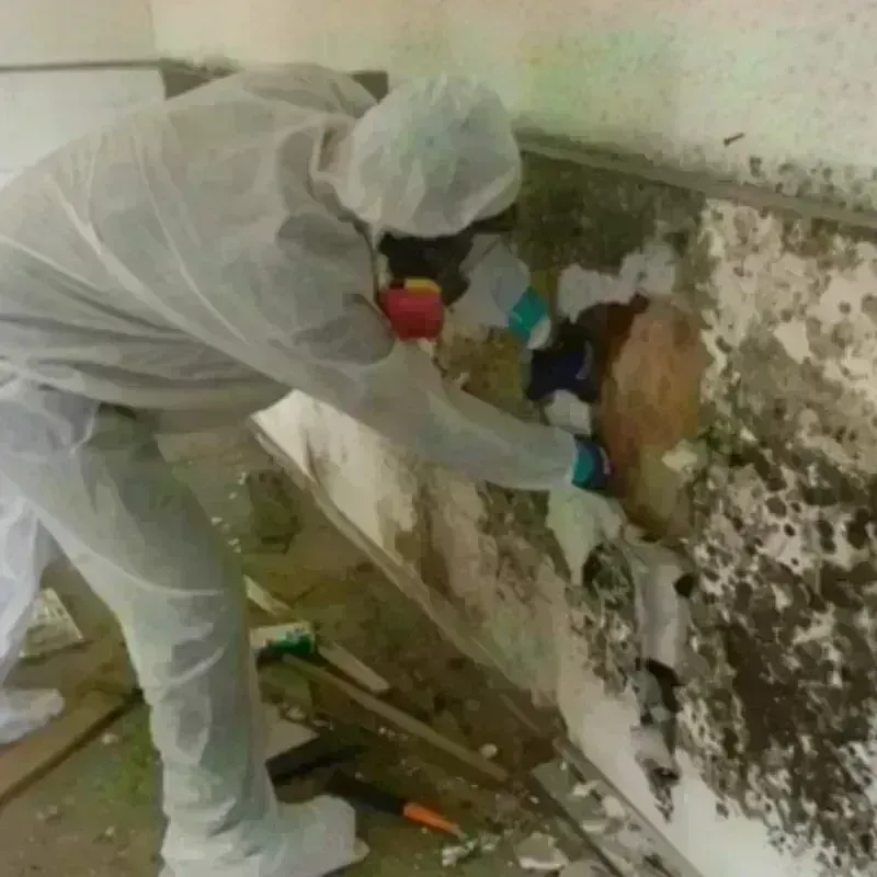 Mold Remediation and Removal in Le Claire, IA